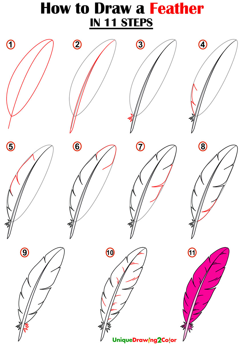 How to Draw a Feather in 11 Steps (with Video Tutorial)