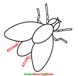 How to Draw a Fly Step 10