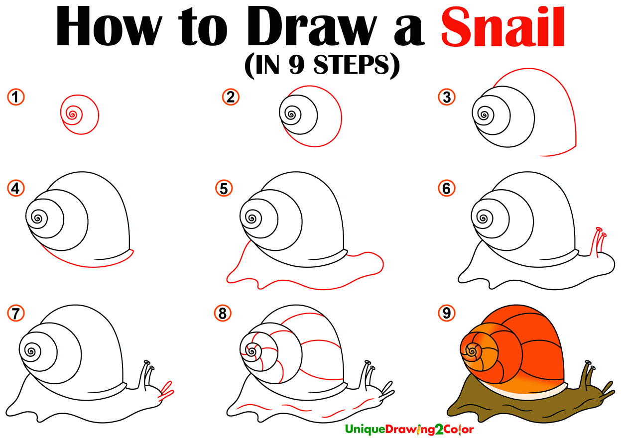 How To Draw A Snail In 9 Easy Steps With Video Tutorial