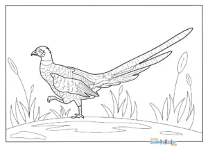 Pheasant Coloring Pages