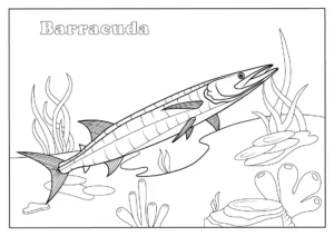 Barracuda Coloring Pages