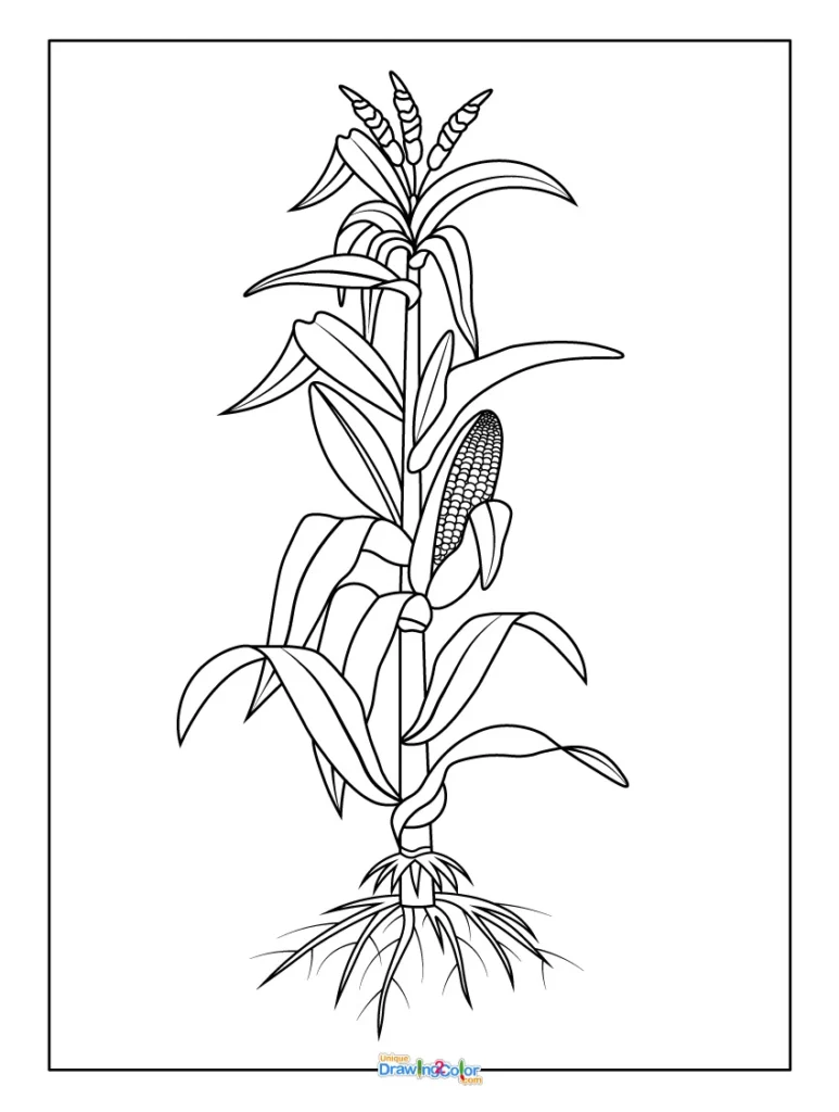 Corn Plant Coloring Page with Stalk and Leaves