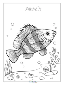Perch Coloring Pages